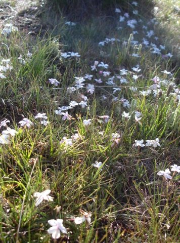 Rhodohypoxis baurii